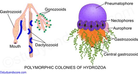 Polymorphism In Cnidaria