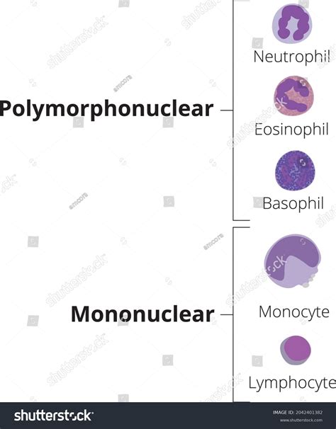 Polymorphs In Blood