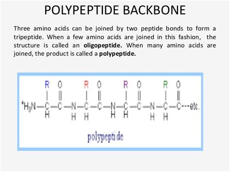 Polypeptide Backbone