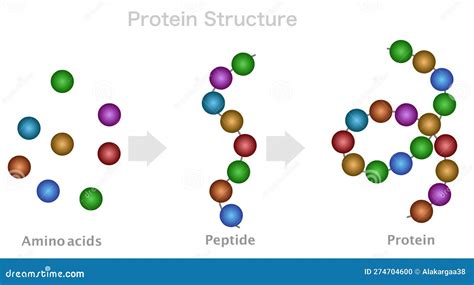 Polypeptide Chain