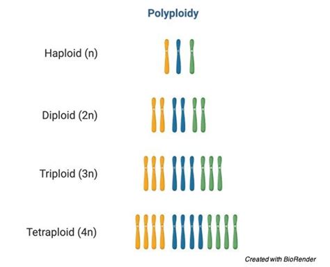 Polyploidy Examples