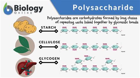 Image related to polysaccharide-examples
