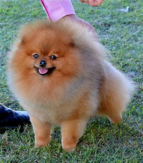 pomeranian in Sydney Region, NSW Dogs & Puppies