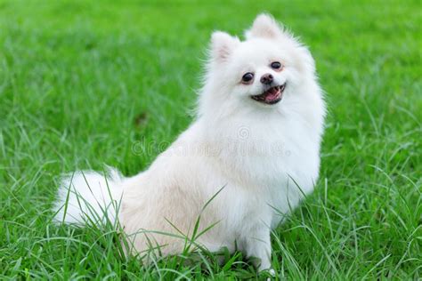 pomeranian vit pris