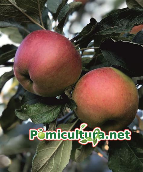 pomi fructiferi biography
