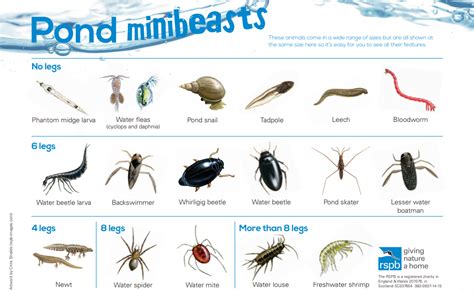 pond dipping identification sheet