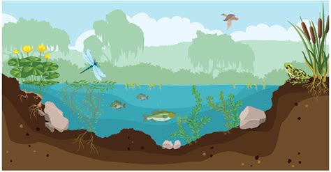 Pond Ecosystem Project