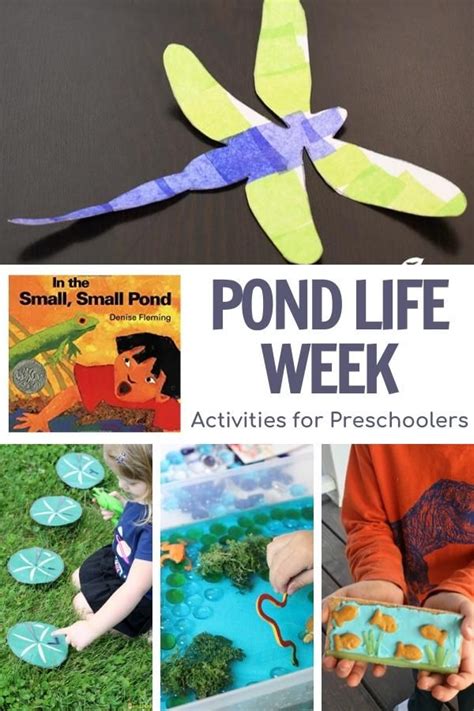 Pond Life Home Science Tools Resource Center Pond Life Worksheet - Pond Life Worksheet