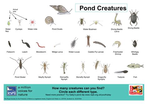 Full Download Pond Life Guide 