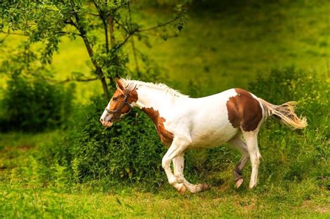 Pony Prompting Guide