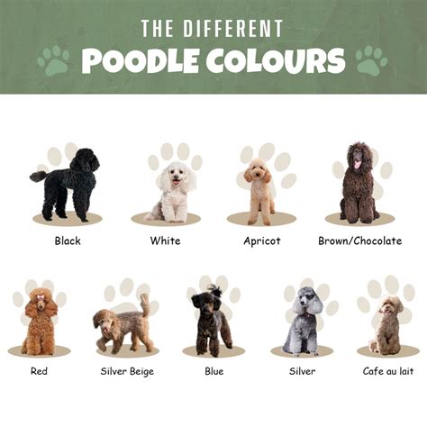 poodle colors