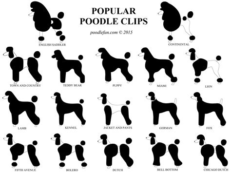 Poodle Grooming Styles Chart