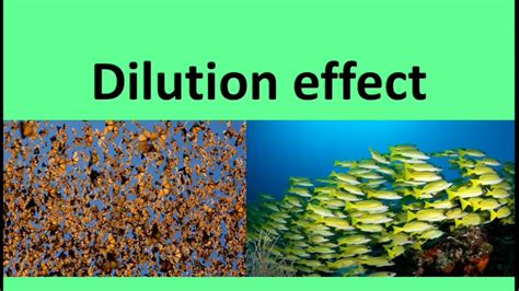 Pooled Test Empirical Dilution Effect