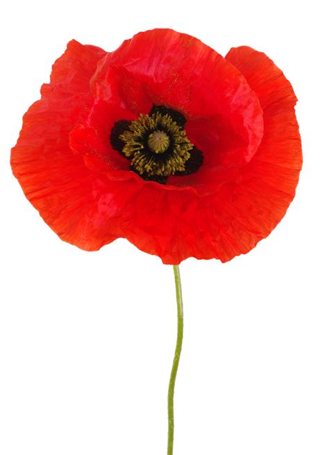 poppy flower - French translation – Linguee