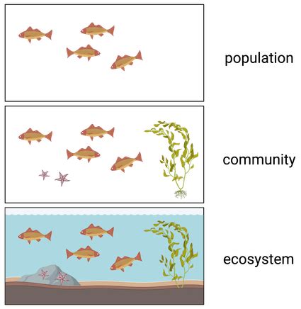 population and community ecology multiple choice questions