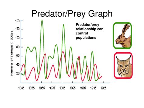 Population Ecology Predator Prey Relationships Phet Contribution Predator Prey Cycles Worksheet Answers - Predator Prey Cycles Worksheet Answers