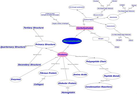 Populations Concept Map Answer Key