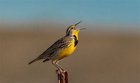 Populations Of North Dakotau0027s State Bird In Serious North Dakotas State Bird - North Dakotas State Bird
