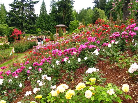 Portland Rose Garden Park