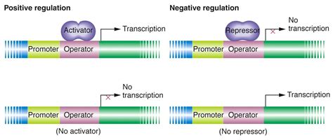 Positive Regulation