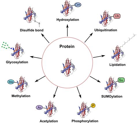 Post Translational Modification