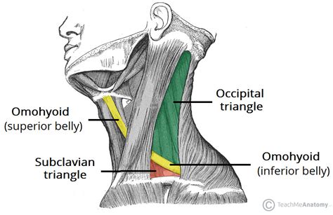 Posterior Neck Triangle