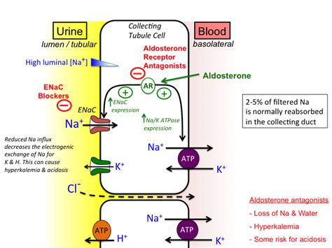Potassium Sparing Diuretics