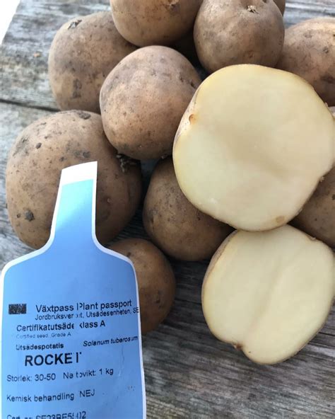 potatis rocket blommar