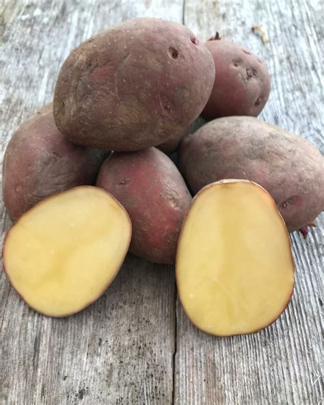 potatis sort