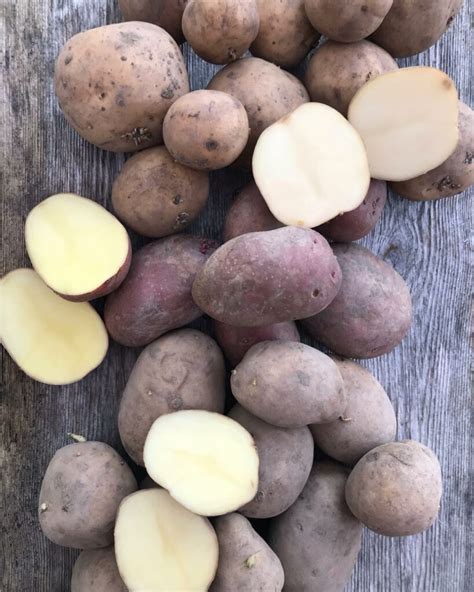 potatis tidig sort