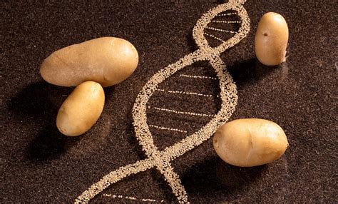 Potato Genetics Genomics And Applications Pmc National Center Science Potato - Science Potato