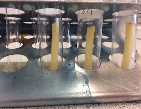 Potato Osmosis Experiment Smore Science Magazine Science Experiments With Potatoes - Science Experiments With Potatoes