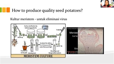 Potato Tissue Culture Protocol