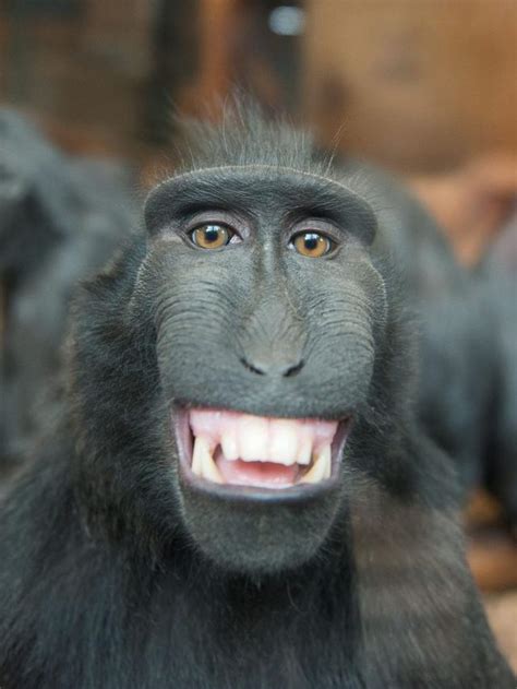 poto monyet | Bekantan Statue Banjarmasin Indonesia nh gi Tripadvisor