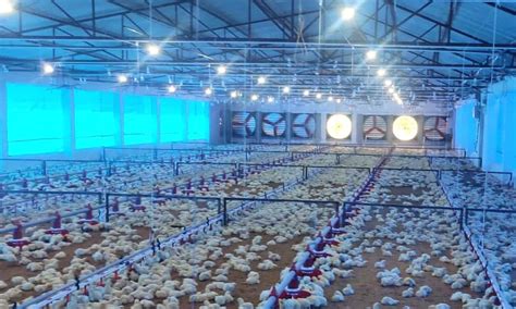 Poultry Farming Project