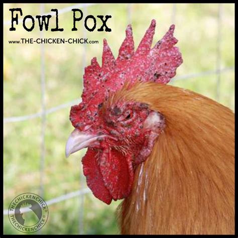Poultry Fowl Pox
