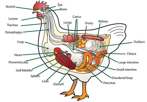 poultry-4