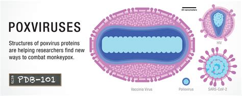 pox virus ppt able designs