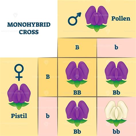 Practical About Monohybrid Crosses Models