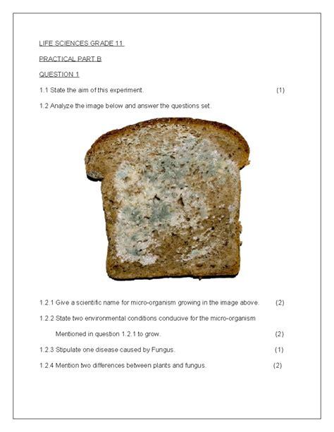 Practical Investigation On Bread Mould