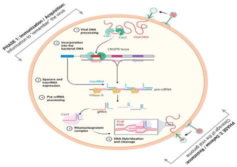 Full Download Practical Bioinformatics For Crispr Cas9 