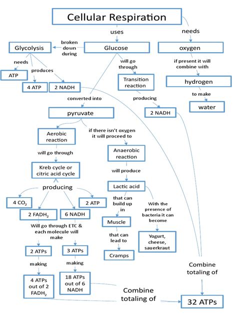 Practice Cellular Respiration Concept Map
