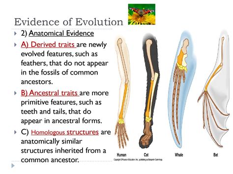 Practice Ck 12 Foundation Comparative Anatomy Worksheet - Comparative Anatomy Worksheet