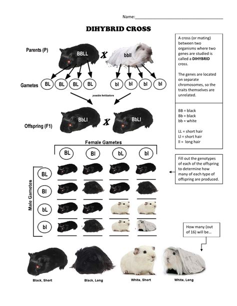 Practice Dihybrid Crosses With Guinea Pigs The Biology Guinea Pig Worksheet - Guinea Pig Worksheet