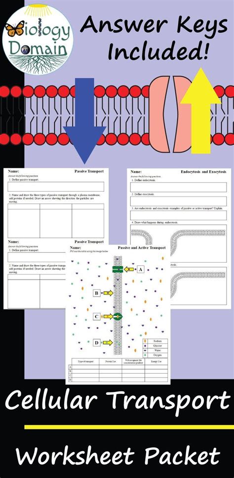 Practice Types Of Cellular Transport