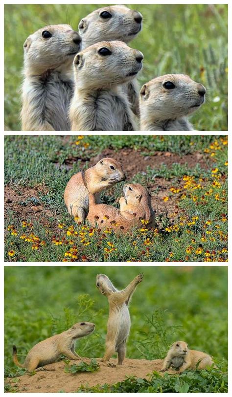 prairie dog fun and fascinating facts and photos