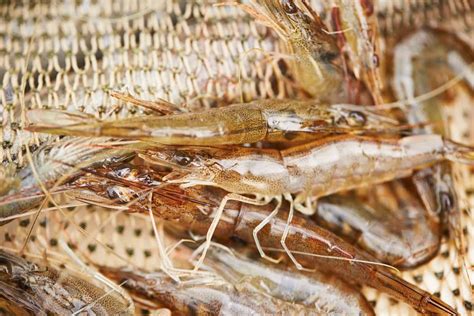 Prawn Hatchery