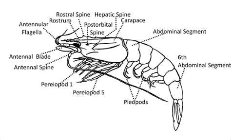 prawn labelled diagram
