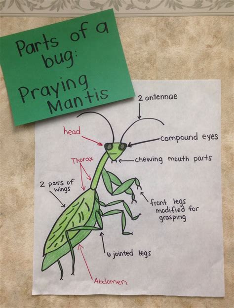Praying Mantis Anatomy Life Cycle Amp Metamorphosis Praying Mantis Life Cycle Worksheet - Praying Mantis Life Cycle Worksheet