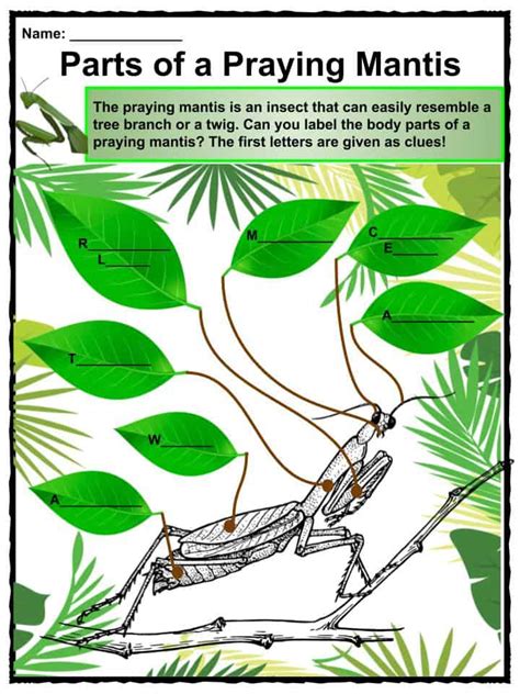 Praying Mantis Facts Amp Worksheets Kidskonnect Praying Mantis Life Cycle Worksheet - Praying Mantis Life Cycle Worksheet